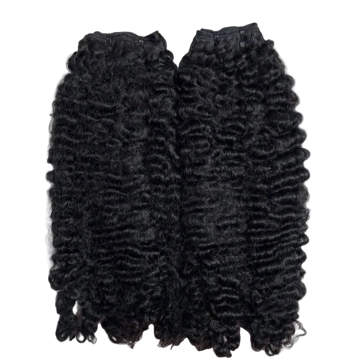 Virgin Burmese Curly